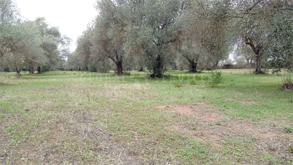 Terreno agricolo in vendita a Alghero